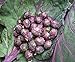 Photo Seeds4planting - Seeds Brussels Sprouts Cabbage Purple Heirloom Vegetable Non GMO review