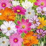 Bulk Package of 7,000 Seeds, Crazy Mix Cosmos (Cosmos bipinnatus) Non-GMO Seeds by Seed Needs Photo, new 2024, best price $12.99 ($0.00 / Count) review