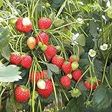 100 Semillas de Fresa (Climbing Strawberry) Foto, nuevo 2024, mejor precio 3,89 € revisión