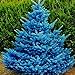 Foto 20 semillas de árbol de abeto azul – semillas de flores de jardín, bonsái, decoración del hogar y la oficina revisión