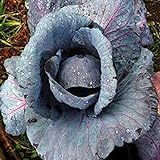 Cabbage Seed, Red Acre, Heirloom, Non GMO 25 Seeds, Colorful Tasty Healthy Veggie Country Creek Acres Photo, new 2024, best price $1.99 review