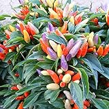 Park Seed NuMex Easter Ornamental Chili Pepper Seeds, Pack of 10 Seeds Photo, new 2024, best price $7.95 review
