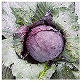 Everwilde Farms - 1 Lb Red Acre Cabbage Seeds - Gold Vault Photo, new 2024, best price $16.20 review