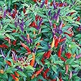 Sangria No Heat Ornamental Pepper Seeds (60+ Seed Package) Photo, new 2024, best price $6.69 review
