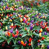 MOCCUROD 50pcs Pepper Ornamental Floribela Plant Seeds Photo, new 2024, best price $7.99 ($0.16 / Count) review