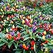 Photo MOCCUROD 50pcs Pepper Ornamental Floribela Plant Seeds review