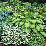 Mixed Heart-Shaped Hosta Bare Roots - Rich Green Foliage, Low Maintenance, Heart Shaped Leaves - 6 Roots Photo, new 2024, best price $17.99 ($3.00 / Count) review