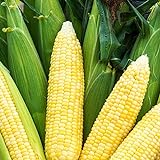 Bodacious RM Sweet Yellow Corn, 75 Seeds Per Packet, (Isla's Garden Seeds), Non GMO Seeds, 90% Germination Rates, Scientific Name: Zea Mays Photo, new 2024, best price $6.75 review