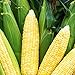 Photo Bodacious RM Sweet Yellow Corn, 75 Seeds Per Packet, (Isla's Garden Seeds), Non GMO Seeds, 90% Germination Rates, Scientific Name: Zea Mays review