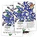 Photo Seed Needs, Blue Borage Herb (Borago officinalis) Twin Pack of 100 Seeds Each review