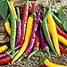 Photo NIKA SEEDS - Vegetable Ornamental Chili Pepper Mix Decorative Rainbow Plant - 30 Seeds review