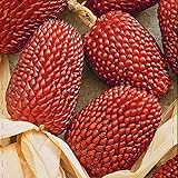 NIKA SEEDS - Vegetable Ornamental Corn Red - 10 Seeds Photo, new 2024, best price $6.95 ($0.70 / Count) review