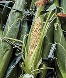 Burpee Ambrosia Sweet Corn Seeds 200 seeds Photo, new 2024, best price $6.70 ($0.03 / Count) review