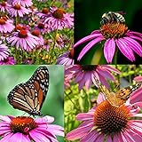 Purple Coneflower Seeds, Over 5300 Echinacea Seeds for Planting, Non-GMO, Heirloom Flower Seeds Photo, new 2024, best price $8.47 review
