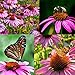 Photo Purple Coneflower Seeds, Over 5300 Echinacea Seeds for Planting, Non-GMO, Heirloom Flower Seeds review