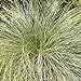 Photo Outsidepride Carex Comans Frosted Curls Ornamental Grass Seed - 200 Seeds review