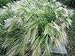 Photo Ornamental Grass,Hordeum jubatum ,Squirrel-tail Grass,Foxtail Barley 500 Seeds review