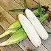 Photo CEMEHA SEEDS - White Corn Sweet Non GMO Vegetable for Planting review