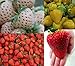 Foto Erdbeeren-Sortiment XXL (Weisse+Gelbe+Rote+Riesenerdbeeren) 80++ Samen (Die Gartensensation) Rezension