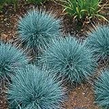 50+ Blue Fescue Ornamental Grass/Perennial Festuca/Drought Tolerant/Sun or Shade Photo, new 2024, best price $7.00 review
