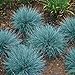 Photo 50+ Blue Fescue Ornamental Grass/Perennial Festuca/Drought Tolerant/Sun or Shade review