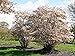 Foto Kupfer-Felsenbirne - Weiße Blüte - Amelanchier lamarckii Containerware 80-100 cm - Garten von Ehren® Rezension