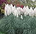 Photo Giant White Pampas Grass Seeds - 500 Seeds - Ships from Iowa, Made in USA - Ornamental Landscape Grass or Privacy Plant review