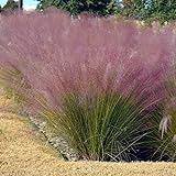 Outsidepride Pink Muhly Ornamental Grass Plant Seeds - 50 Seeds Photo, new 2024, best price $6.49 review