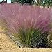Photo Outsidepride Pink Muhly Ornamental Grass Plant Seeds - 50 Seeds review