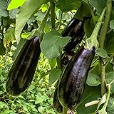 Black Beauty Aubergine Samen für ca. 20 Pflanzen - ertragreiche Sorte mit dunkelvioletten Früchten Foto, neu 2024, bester Preis 1,59 € (0,08 € / stück) Rezension