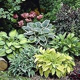 Mixed Hosta Perennials (6 Pack of Bare Roots) - Great Hardy Shade Plants Photo, new 2024, best price $21.20 ($3.53 / Count) review
