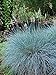 Photo Perennial Farm Marketplace Festuca g. 'Elijah Blue' (Fescue) Ornamental Grass, Size-#1 Container, Bluish Gray Foliage review