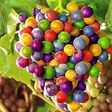 TENGGO Egrow 50 Teile/Paket Traubenkernen Regenbogen Colorful Garten Obst Pflanzen Süße Kyoho Traubenkerne Foto, neu 2024, bester Preis 8,20 € Rezension