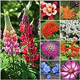 Seed Needs, Bird and Butterfly Wildflower Mixture (99% Pure Live Seed) Bulk Package of 30,000 Seeds Photo, new 2024, best price $11.99 ($0.00 / Count) review