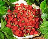 CEMEHA SEEDS - Alpine Strawberry Regina Everbearing Berries Indoor Non GMO Fruits for Planting Photo, new 2024, best price $8.95 ($0.30 / Count) review