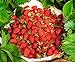 Photo CEMEHA SEEDS - Alpine Strawberry Regina Everbearing Berries Indoor Non GMO Fruits for Planting review