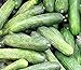 Photo 50 Rhinish Pickle Cucumber Seeds | Non-GMO | Heirloom | Fresh Garden Seeds review