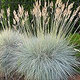 Outsidepride Blue Fescue Ornamental Grass Seed - 5000 Seeds Photo, new 2024, best price $6.49 ($0.00 / Count) review