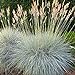 Photo Outsidepride Blue Fescue Ornamental Grass Seed - 5000 Seeds review