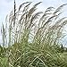 Photo Outsidepride Plume Ornamental Grass - 250 Seeds review