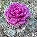 Photo Seeds4planting - Seeds Flowering Kale Fringed Ornamental Cabbage Mix review