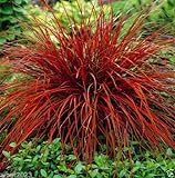 Uncinia Rubra Firedance (10 Seed) AKA New Zealand Red Hook Sedge - Ornamental Photo, new 2024, best price $5.88 ($0.59 / Count) review
