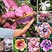 Foto Semillas de plantas semillas de flores 200pcs/bolsa Hibiscus semillas coloridas ornamentales fáciles de plantar mezcla color Hibiscus semillas de flores para Bonsai - Semillas de Hibiscus revisión