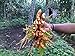 Photo Turmeric (rhizome) Grow Your own ,Grow Indoors or Outdoors review