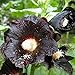 Foto Schwarze Stockrose – Schwarze Malve - Bienenweide - Zier- / Arzneipflanze – Althaea (Alcea) rosea var. Nigra – 100 Samen Rezension