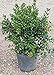 Photo Dwarf Burford Holly (2.4 Gallon) Compact Evergreen Shrub with Glossy Green Foliage - Full Sun Live Outdoor Plant… review