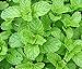 Photo Heirloom 200 Graines de menthe verte Mentha spicata menthe pouliot plante herbacée vivace Graines de fleurs A019 examen