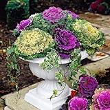 30 Ornamental Cabbage Seeds - Colorful and Exotic Decoration Plants Photo, new 2024, best price $8.98 ($0.30 / Count) review