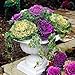Photo 30 Ornamental Cabbage Seeds - Colorful and Exotic Decoration Plants review