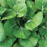 Burpee White Choi Pak Choi Cabbage Seeds 200 seeds Photo, new 2024, best price $9.99 review